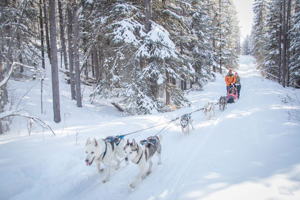 Dog Sledding-2 Peterson Pics Photography Leah Peterson