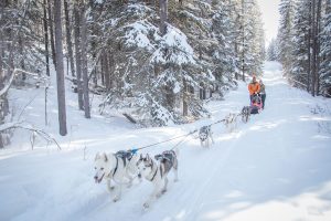 Dog Sledding-2 Peterson Pics Photography Leah Peterson