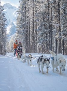 Dog Sledding Peterson Pics Photography Leah Peterson