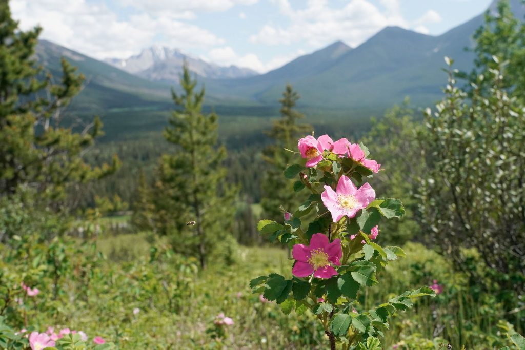 Wildflowers Malcolm Carmichael