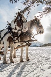 Winter Horses-1 Peterson Pics Photography Leah Peterson