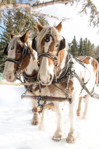 Winter Horses Peterson Pics Photography Leah Peterson