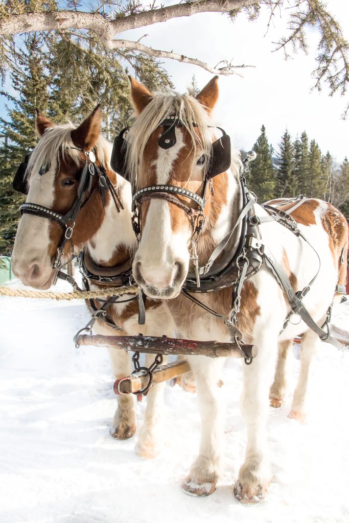 Winter Horses Peterson Pics Photography Leah Peterson